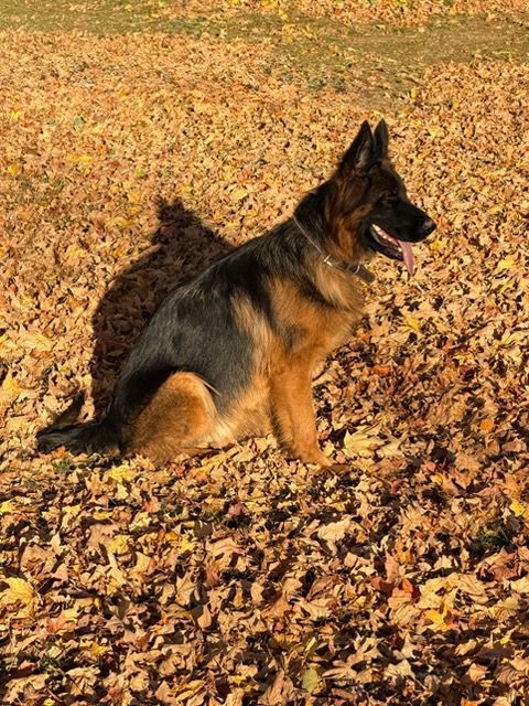 Black dog with long tongue