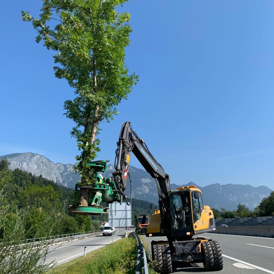 bäume umpflanzen tirol