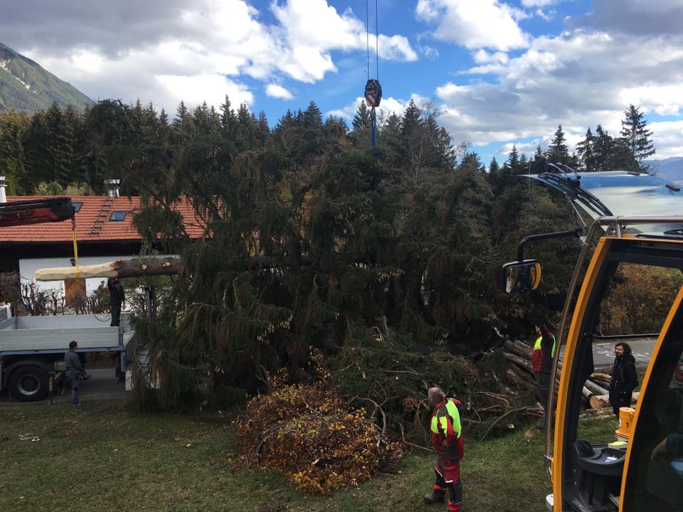 Rodung von Bäumen in Innsbruck