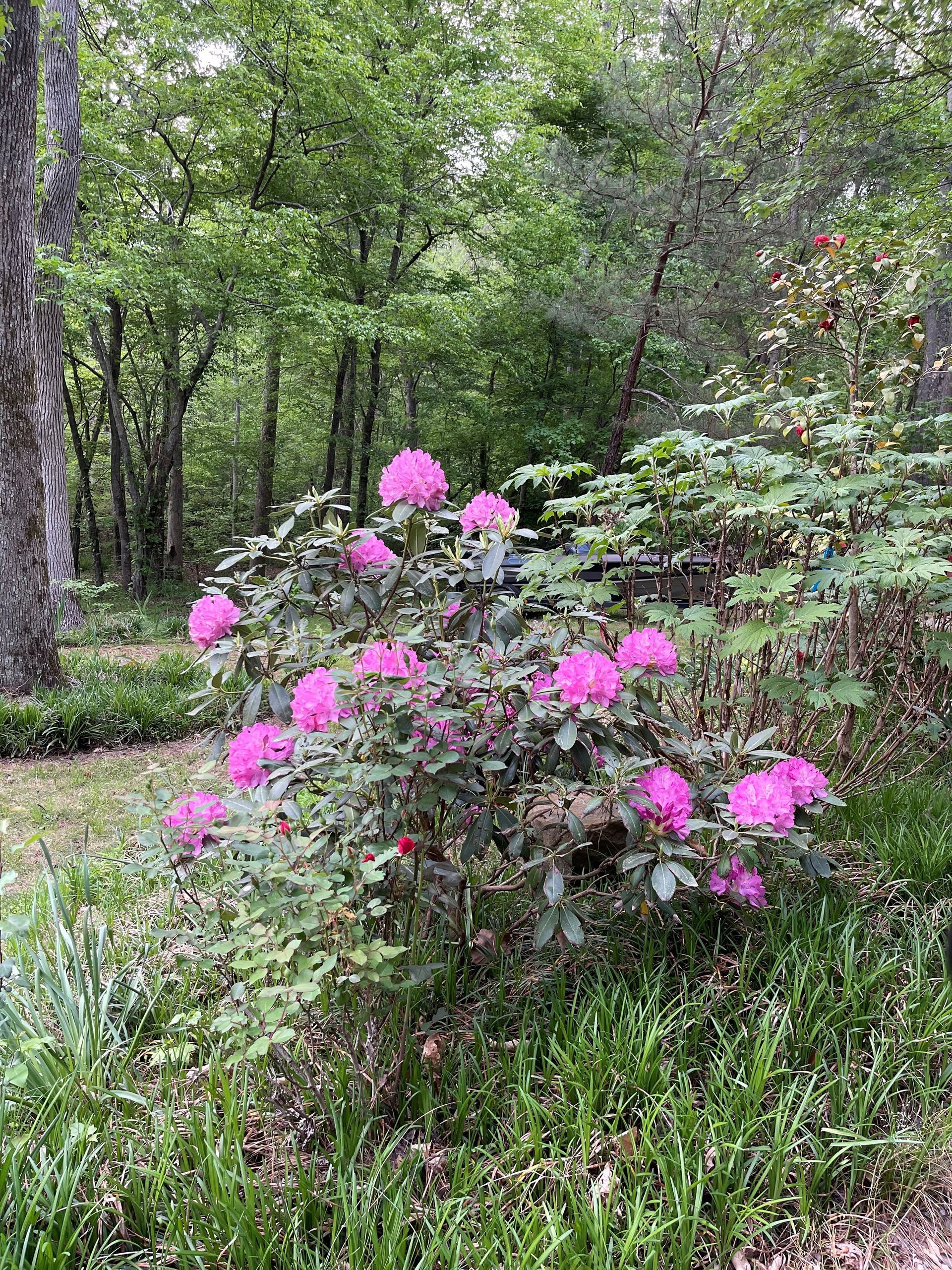 A bush with pink flowers in the middle of a forest — Dawsonville, GA — Dixie Landscapes