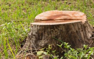 Tree Service — Tree Stump in Dawsonville, GA