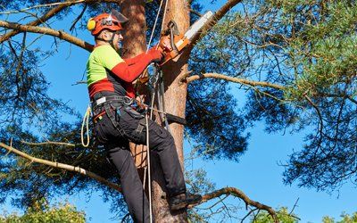 Tree Trimming —Lumberjack Trimming Tree in Dawsonville, GA Tree Trimming —Lumberjack Trimming Tree in Dawsonville, GA