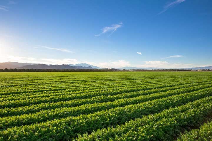 Organic Farm Land Crops In California. Blue skies, palm trees, multiple layers of mountains add to this organic and fertile farm land in California.