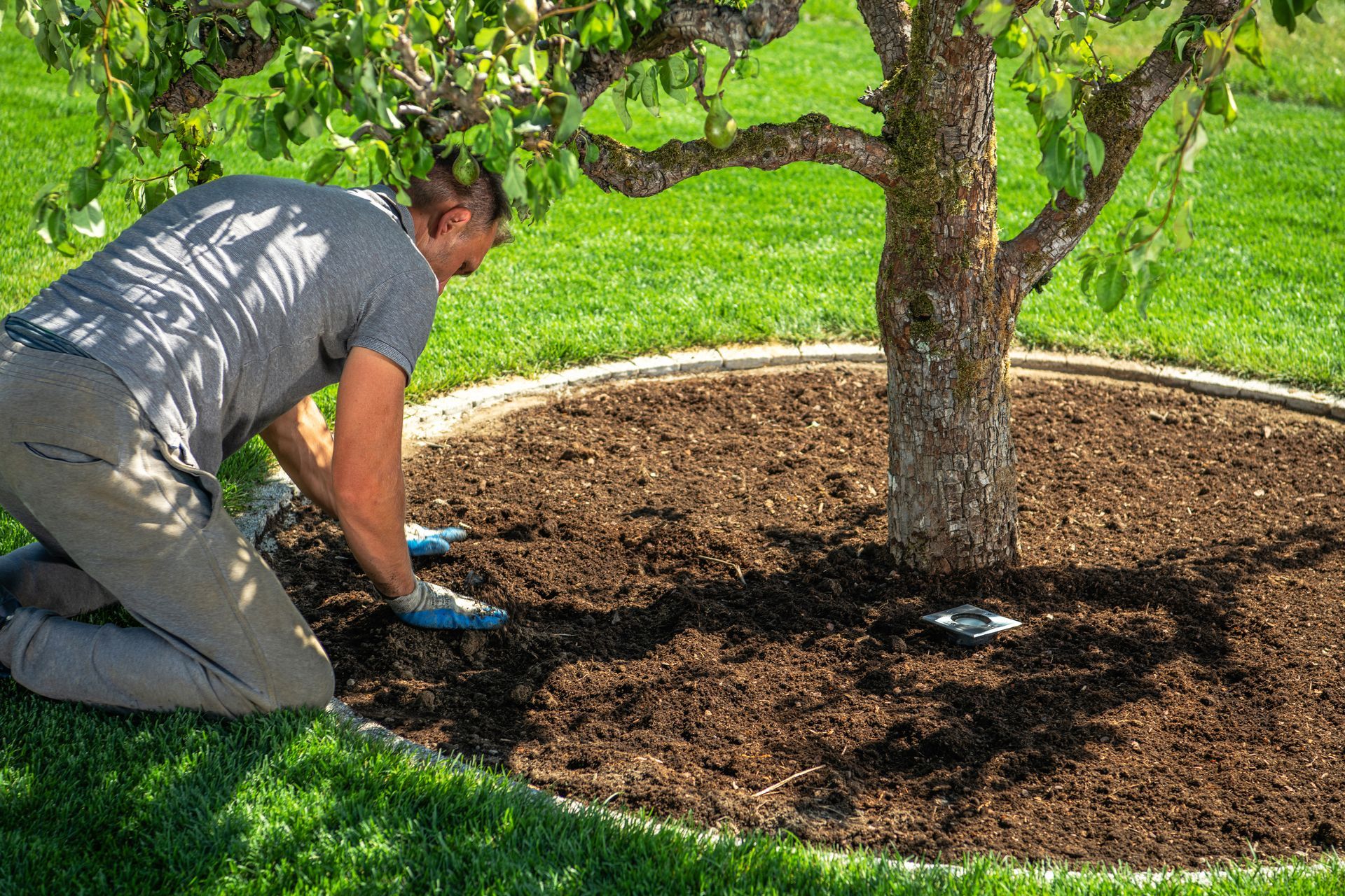 A man is kneeling down in front of a tree in a garden.