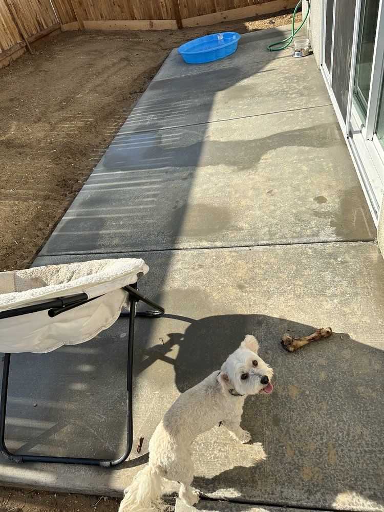 A small white dog is standing on a sidewalk next to a baby stroller.