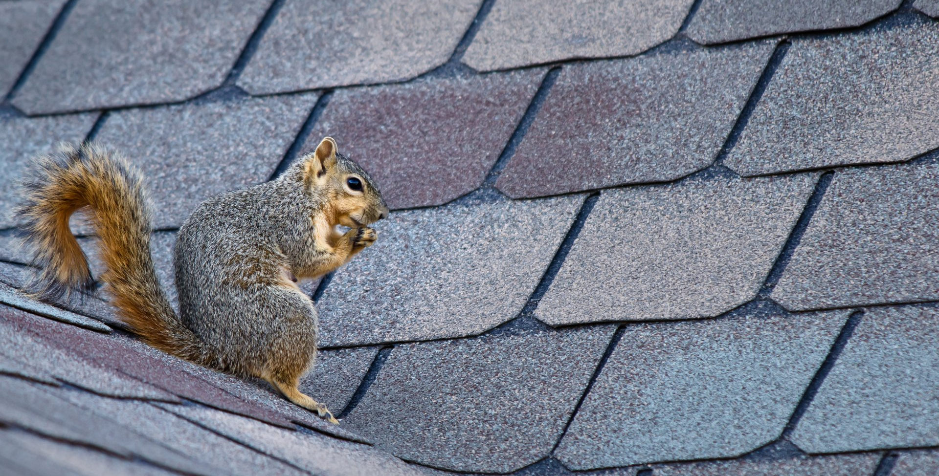 Squirrel control removal