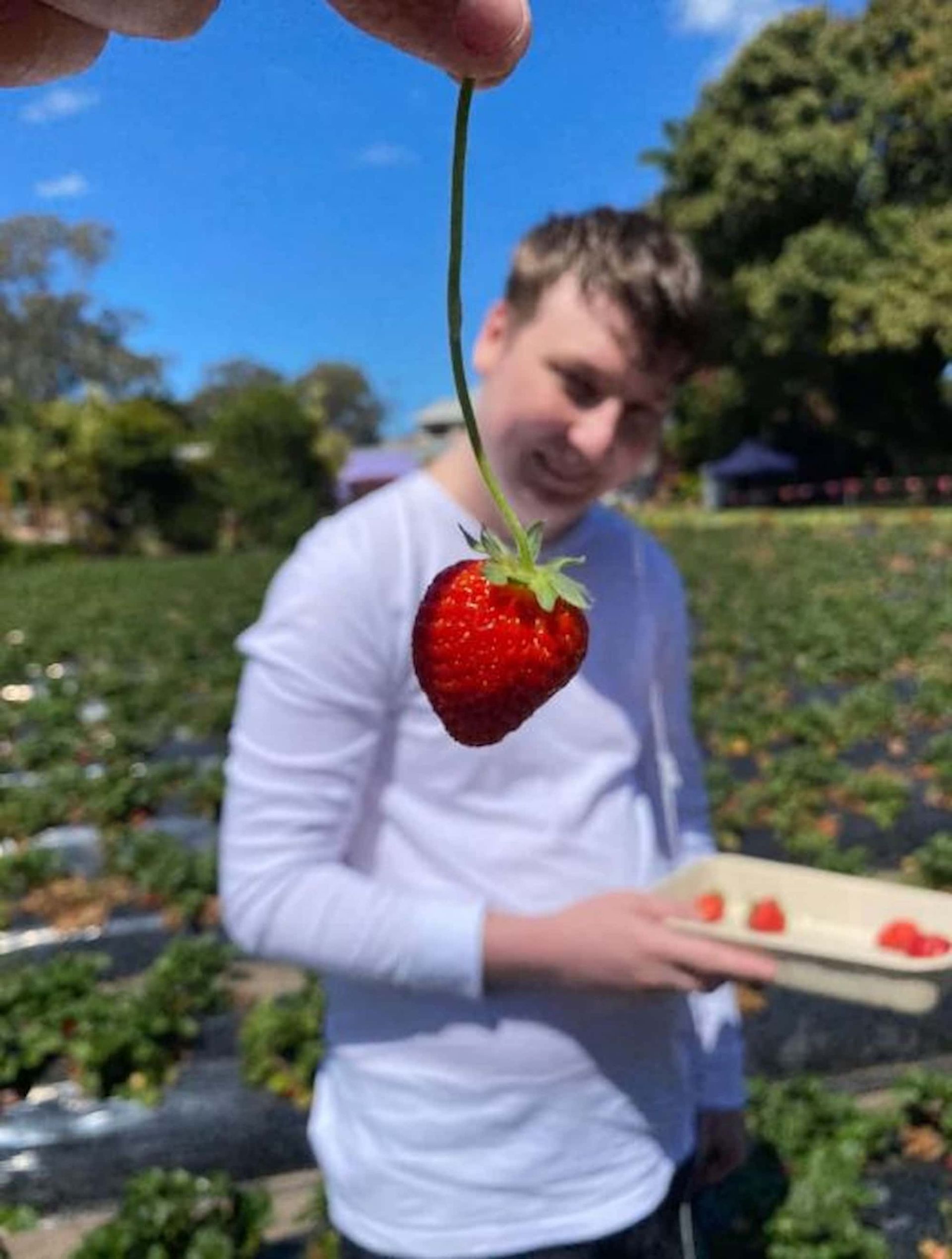A Man In A White Shirt Is Holding A Strawberry In His Hand — Tailored Support Services Pty Ltd In Bli Bli, QLD