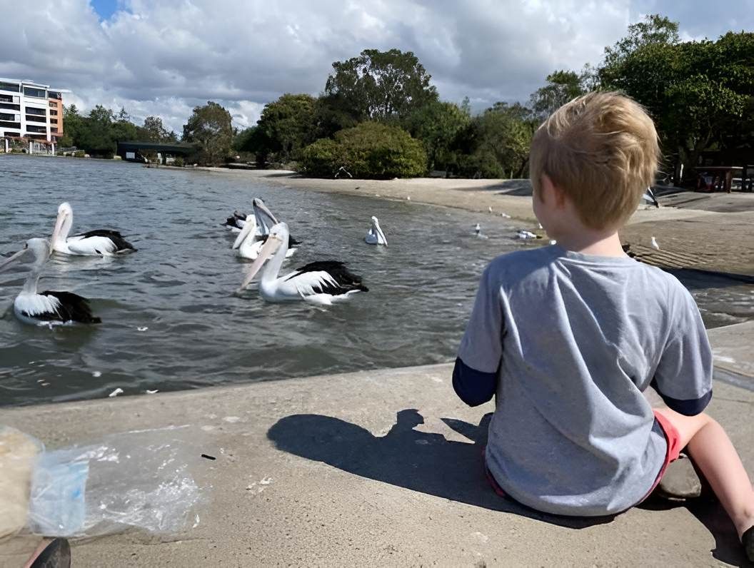 A Young Boy Is Sitting On The Shore Of A Lake Looking At Pelicans — Tailored Support Services Pty Ltd In Maroochydore, QLD