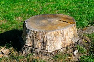 Tree Stump - Stump Grinding in Lafayette, IN