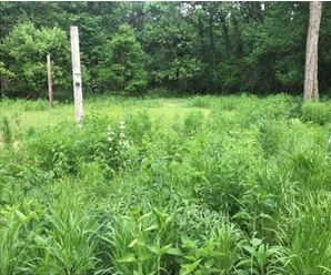 The meadow in early June