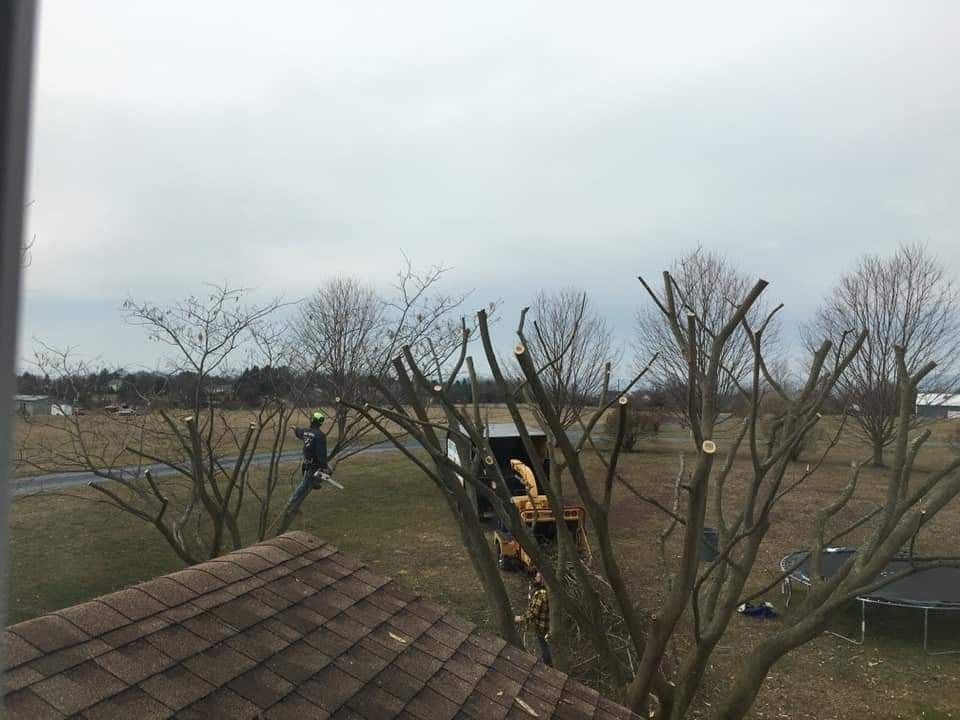 Tree Care Services in Peralta, NM