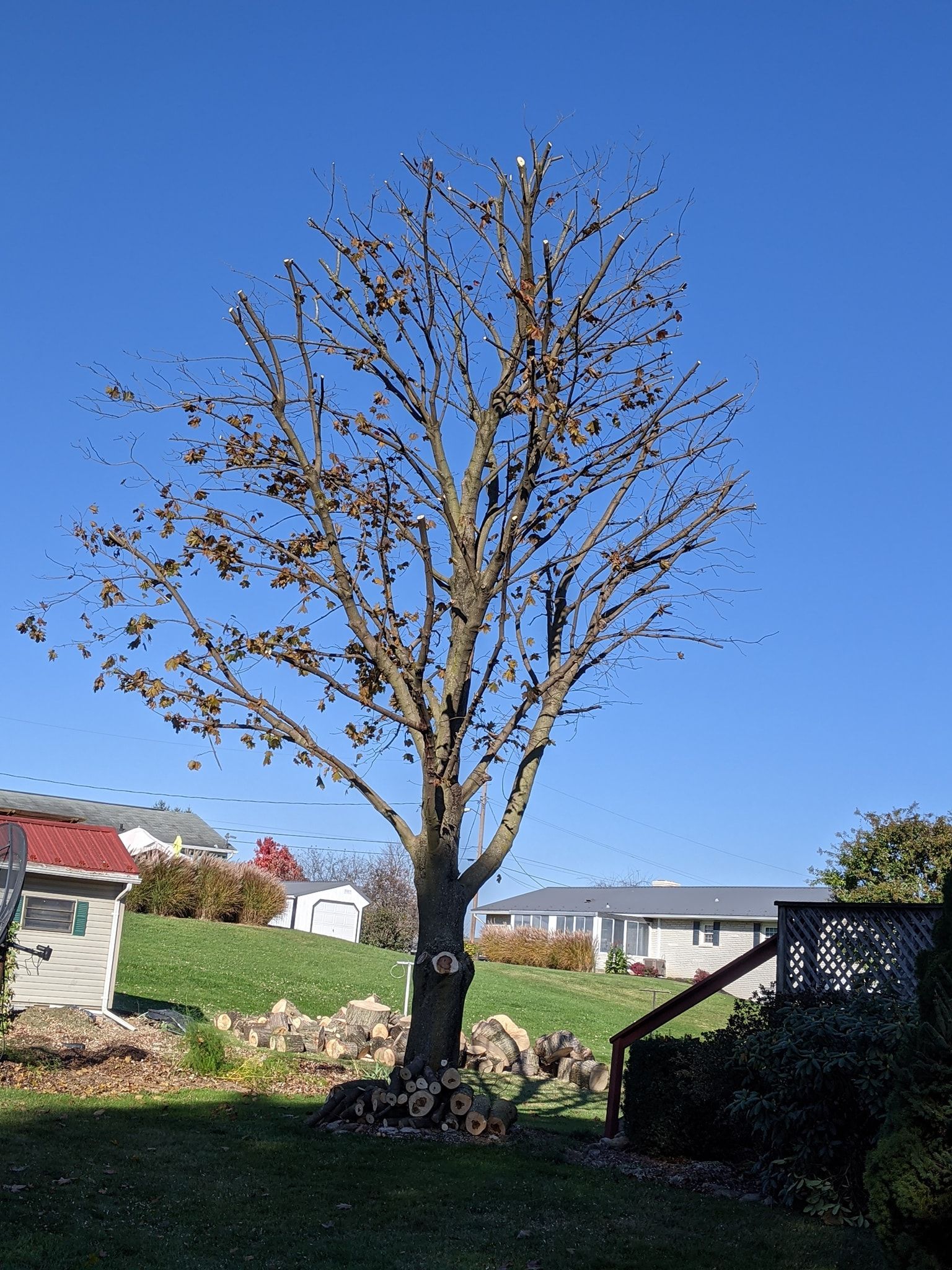 A tree without leaves is in a yard with a house in the background