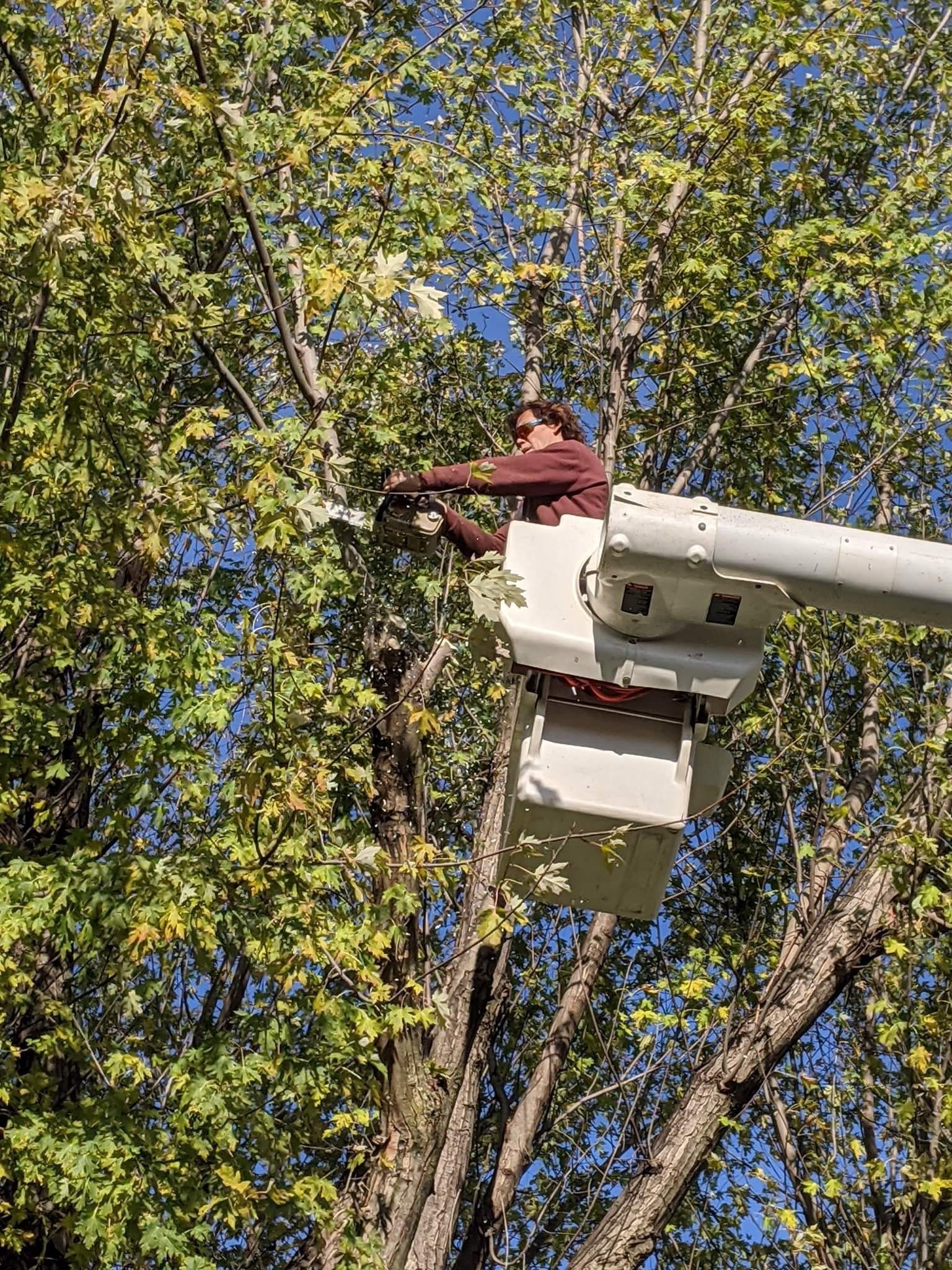 A man is cutting a tree from a bucket truck.