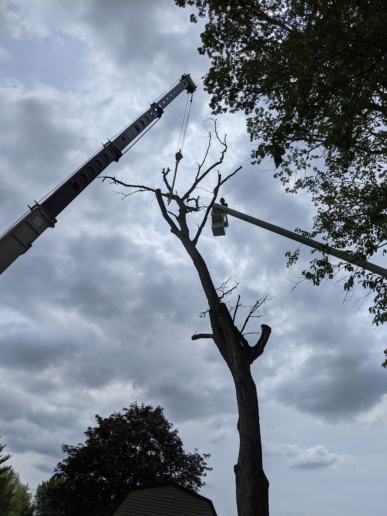 A tree is being cut down by a crane