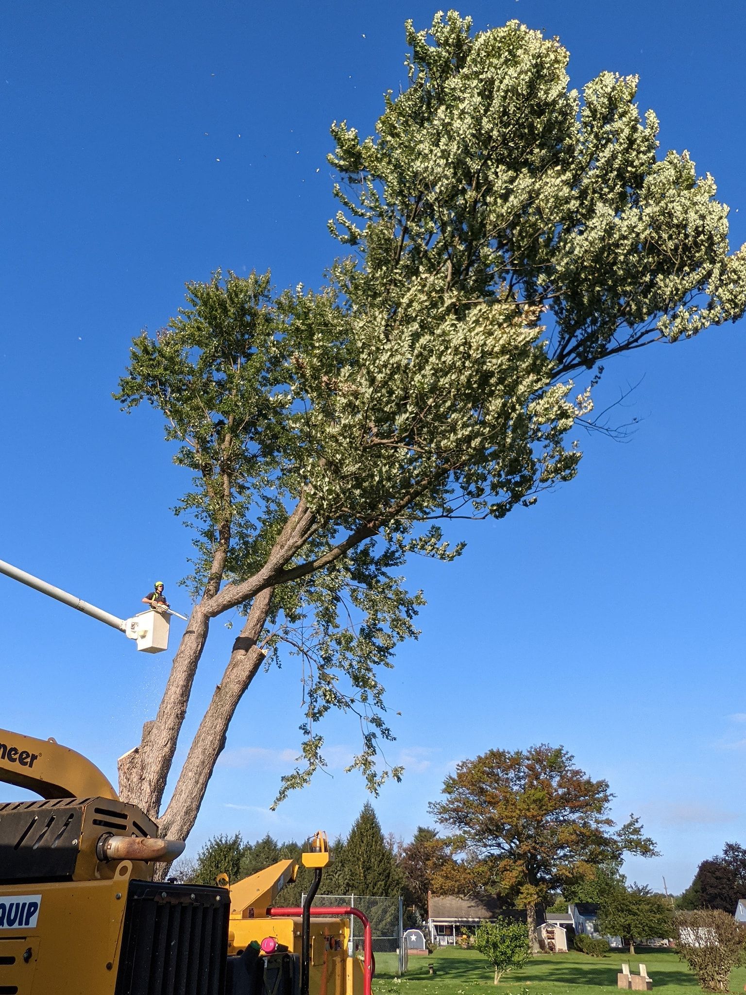 A tree is being cut down by a machine that says ' tractor ' on it