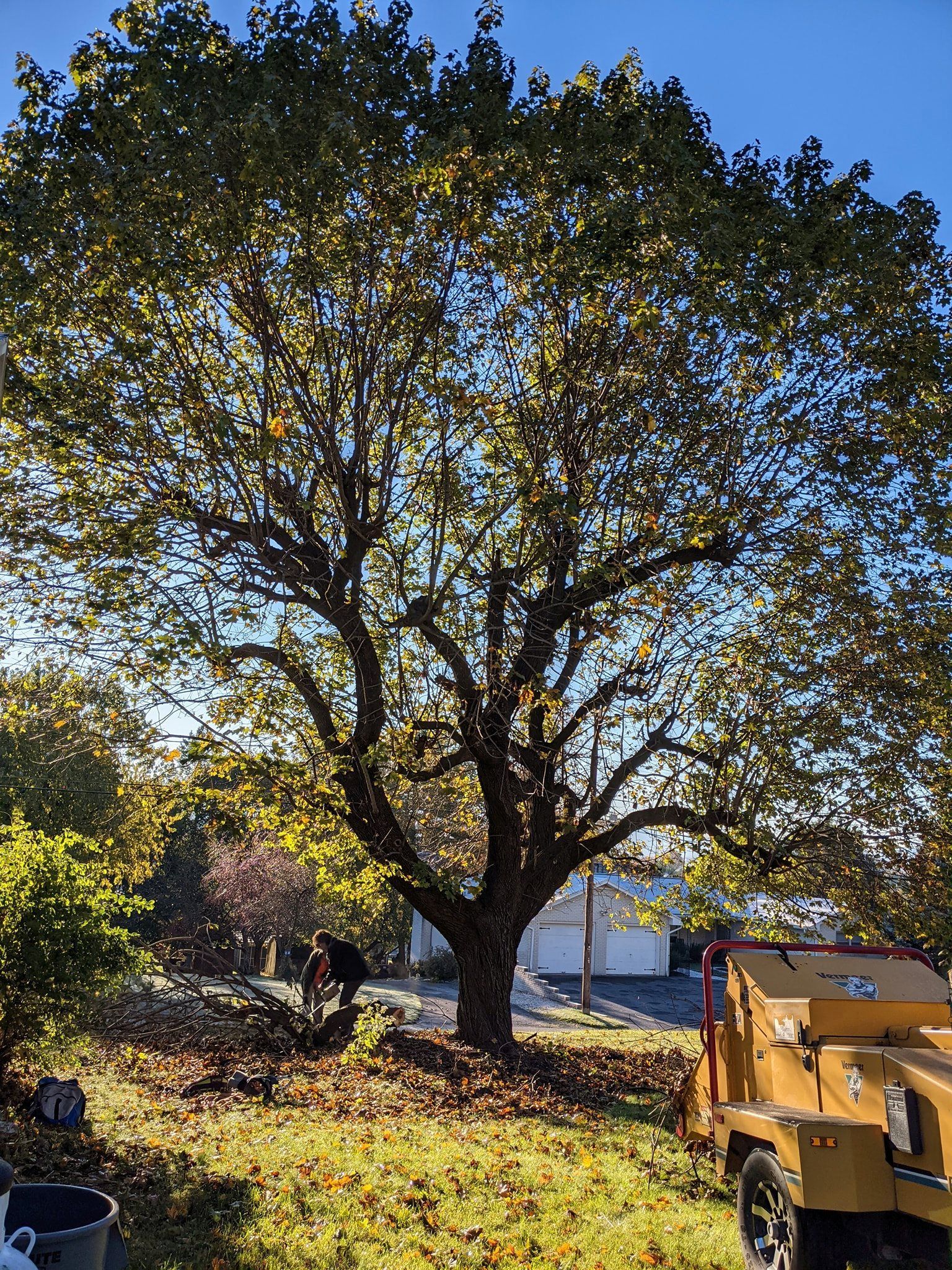 A large tree is sitting in the middle of a yard next to a yellow truck.