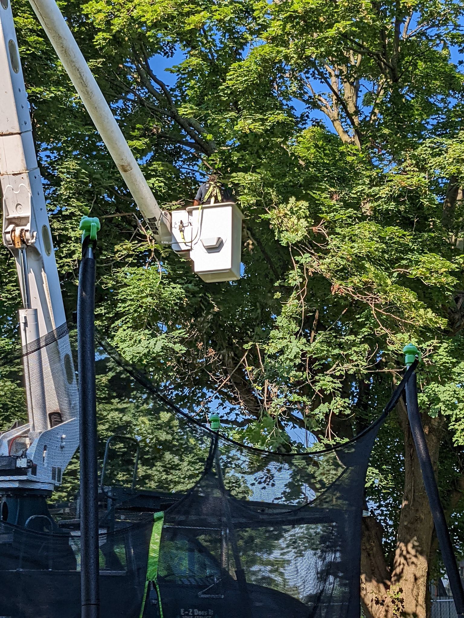 A man is cutting a tree with a crane.