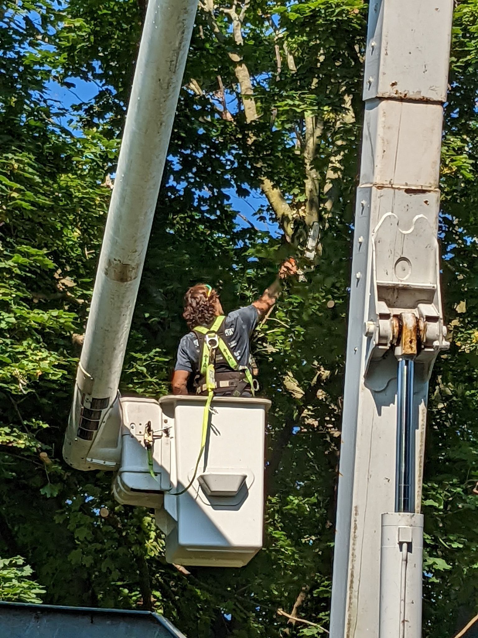 A man is sitting in a bucket on a crane cutting a tree.