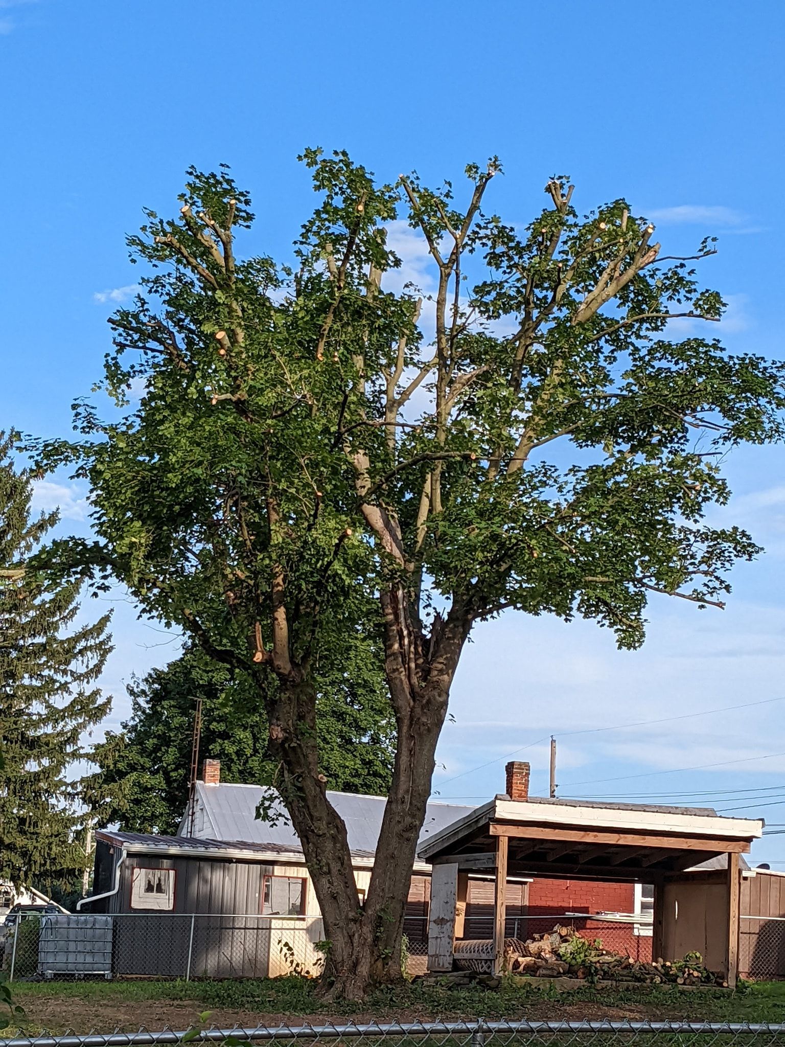 A tree in front of a house with a blue sky in the background