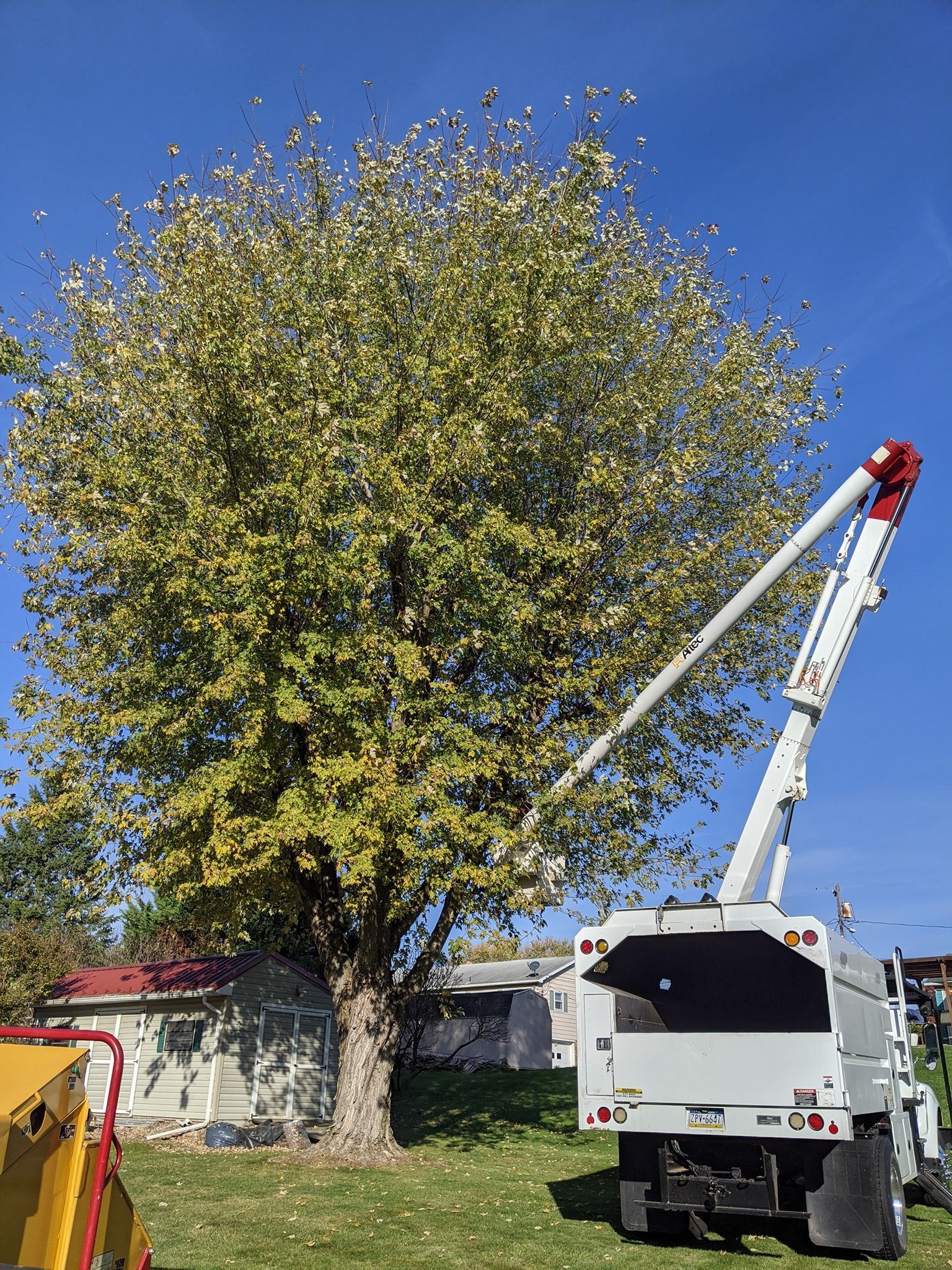 A tree is being cut down by a tree chipper.
