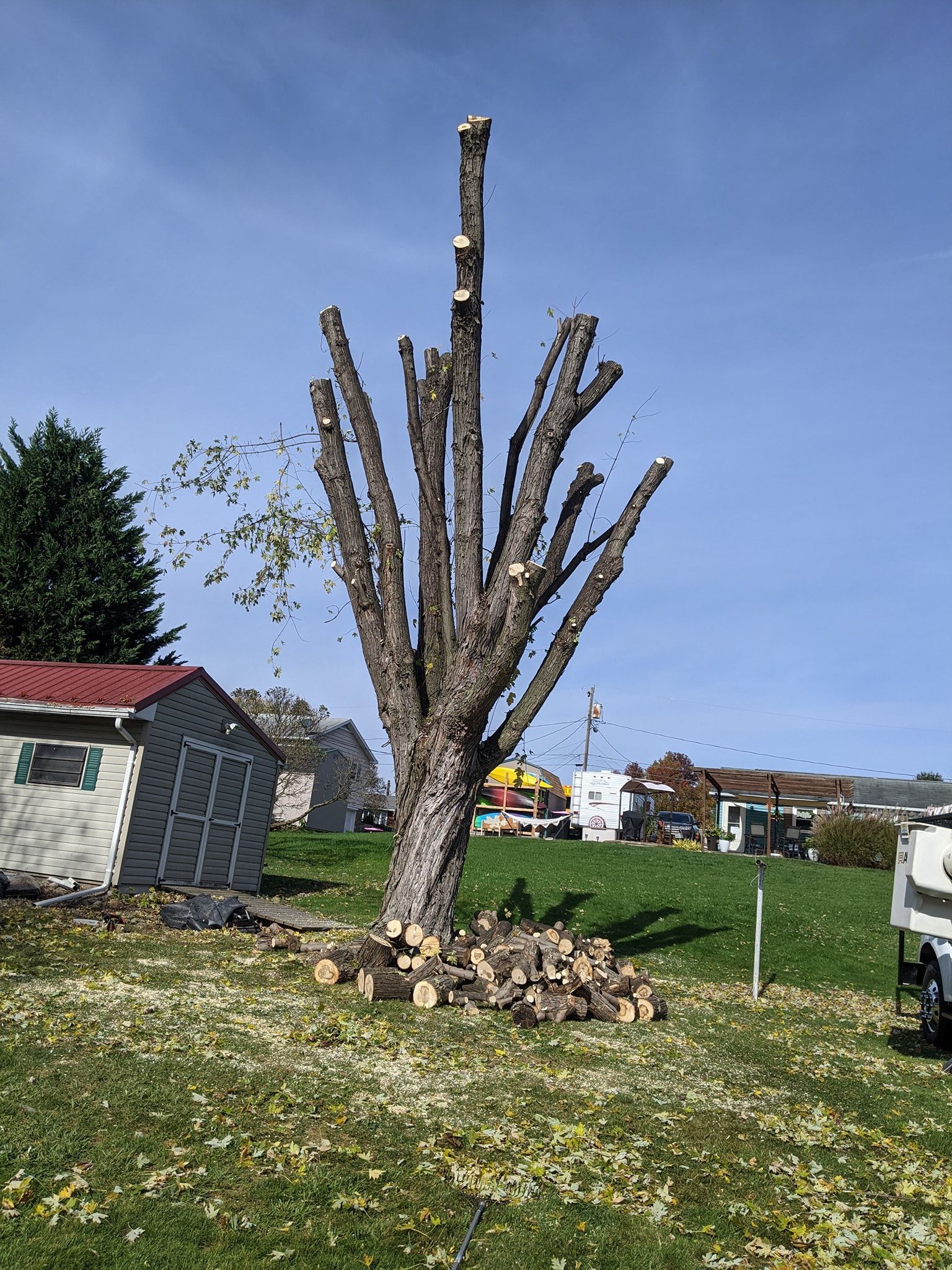A tree with a lot of branches is sitting in the middle of a grassy field.