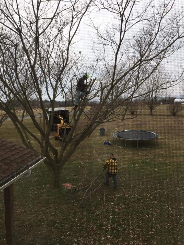 A man is climbing a tree in a yard next to a trampoline.