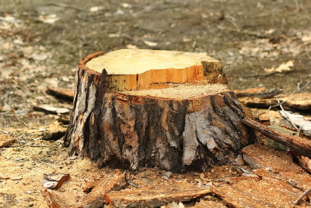Tree stump in a forest with wood chips and sawdust. Bark is dark brown. — Auz Tree in Hallidays Point, NSW
