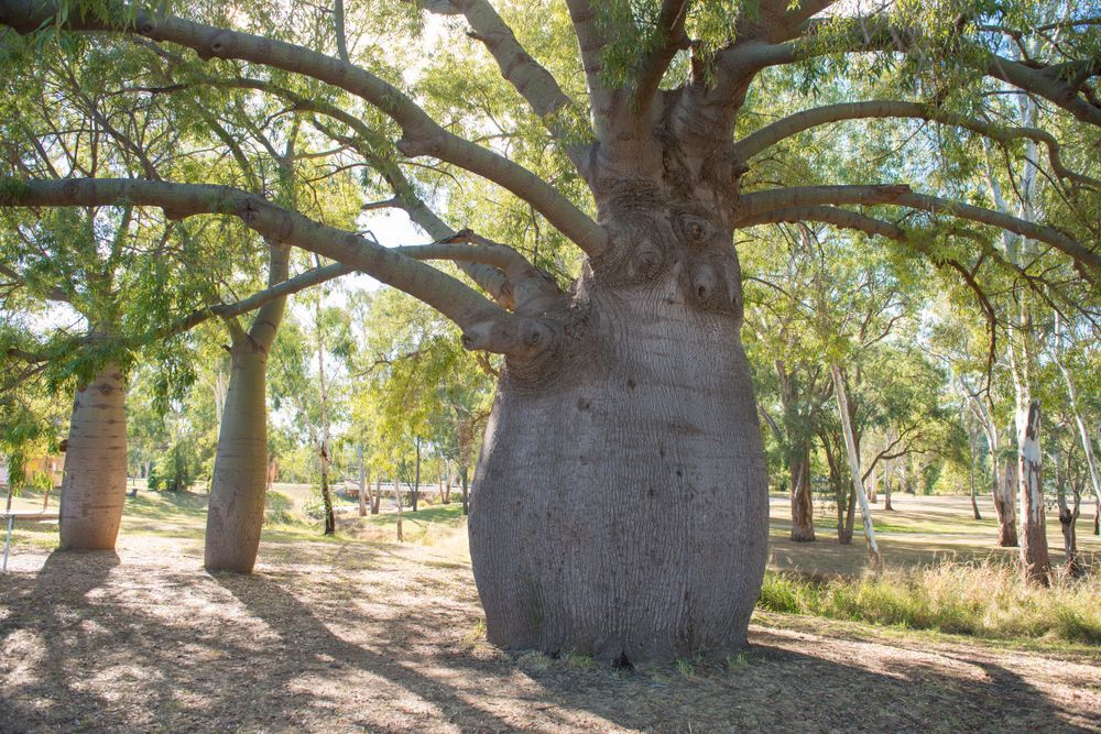 Large, bulbous boab tree with sprawling branches in a sunny field. — Auz Tree in Hallidays Point, NSW