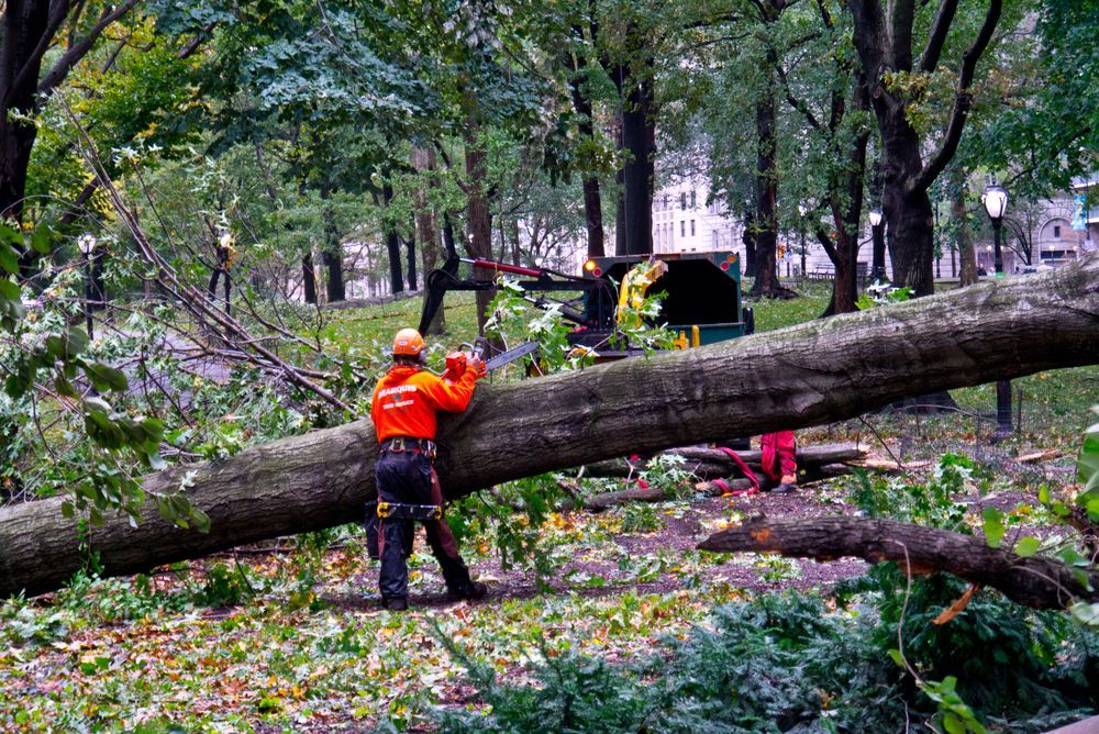A Person is Cutting a Tree Branch With a Pair of Scissors — Auz Tree in Hallidays Point, NSW