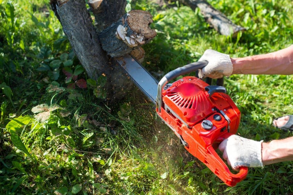 A Person is Cutting a Tree With a Chainsaw — Auz Tree in Old Bar, NSW