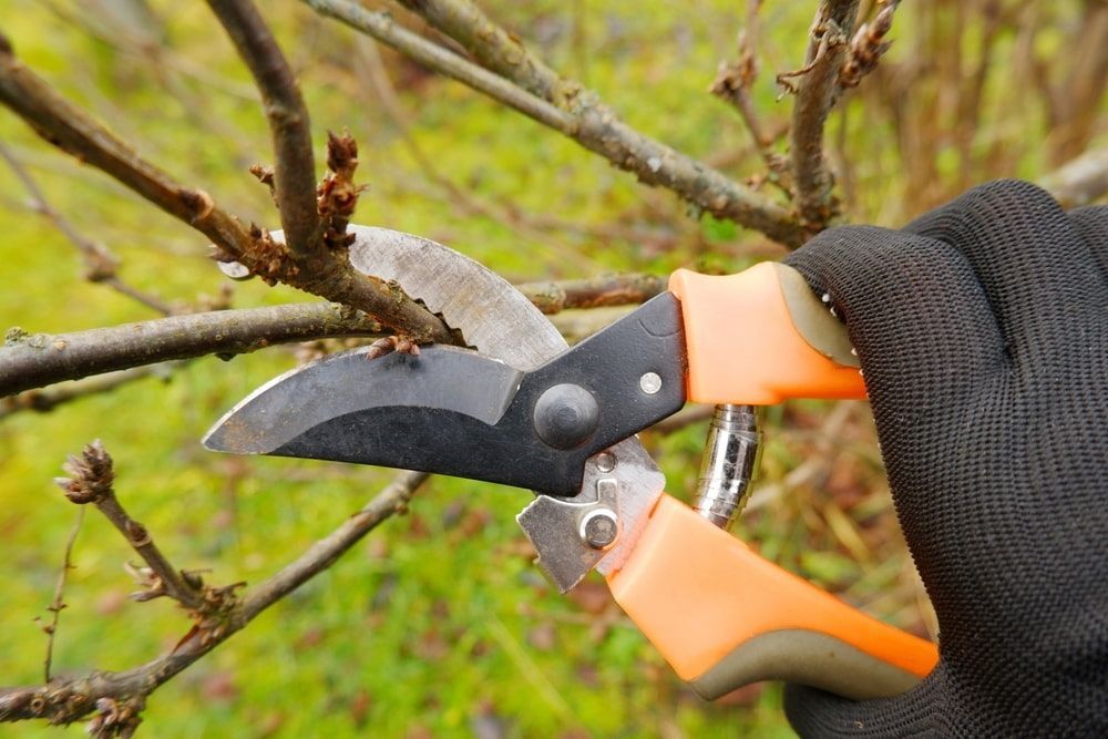 A Person is Cutting a Tree Branch With a Pair of Scissors — Auz Tree in Smiths Lake, NSW