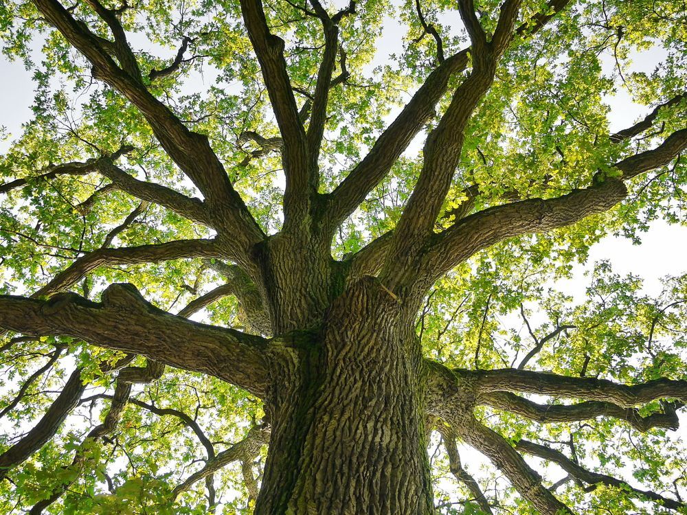 A large oak tree with thick branches reaching up to green leaves, seen from below. — Auz Tree in Hallidays Point, NSW