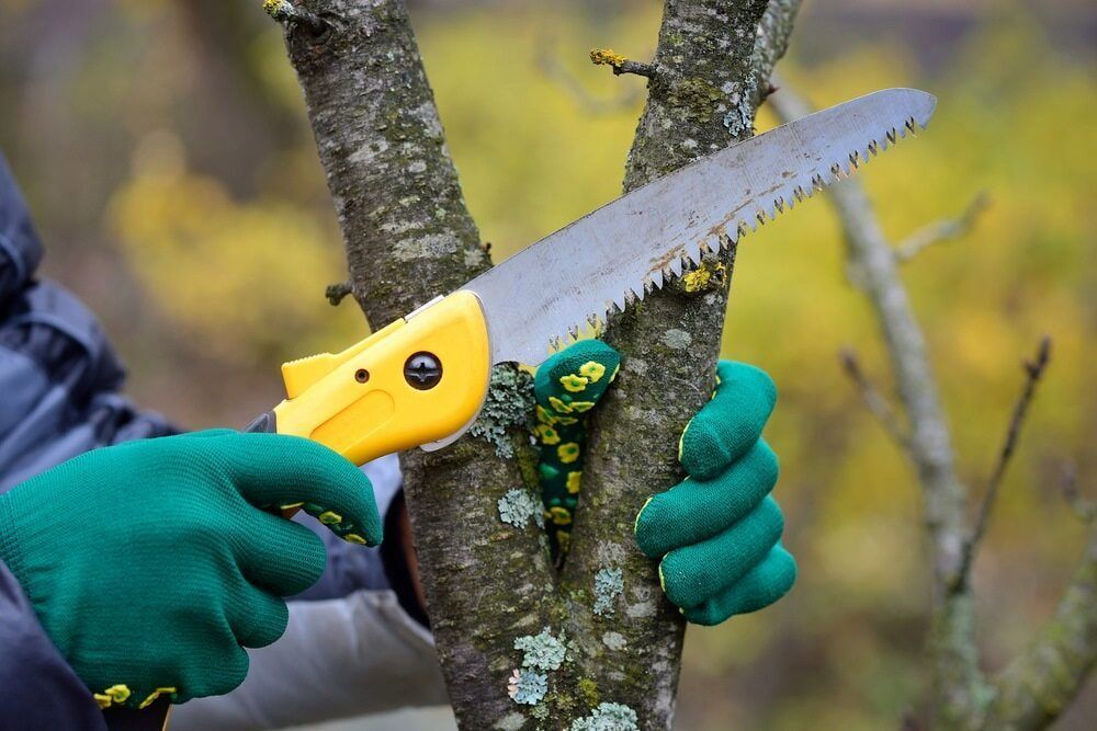 A Person is Cutting a Tree Branch With a Saw — Auz Tree in Forster, NSW