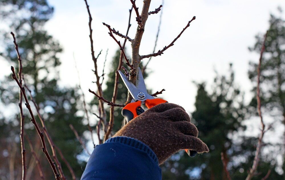 A Person is Cutting a Tree Branch With a Pair of Scissors — Auz Tree in Hallidays Point, NSW