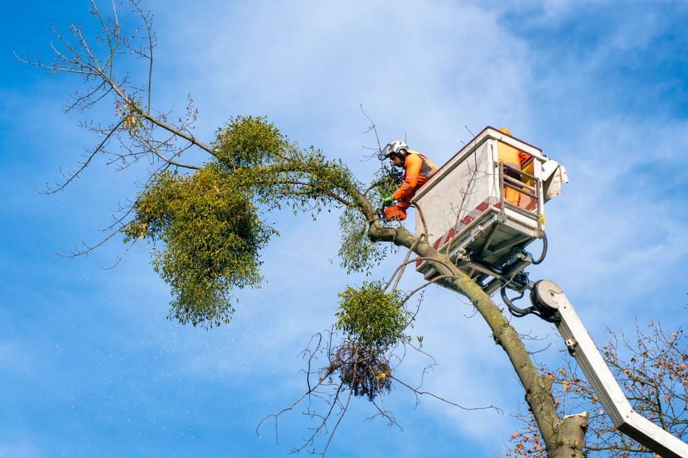 A Man in a Bucket is Cutting a Tree Branch — Auz Tree in Taree, NSW