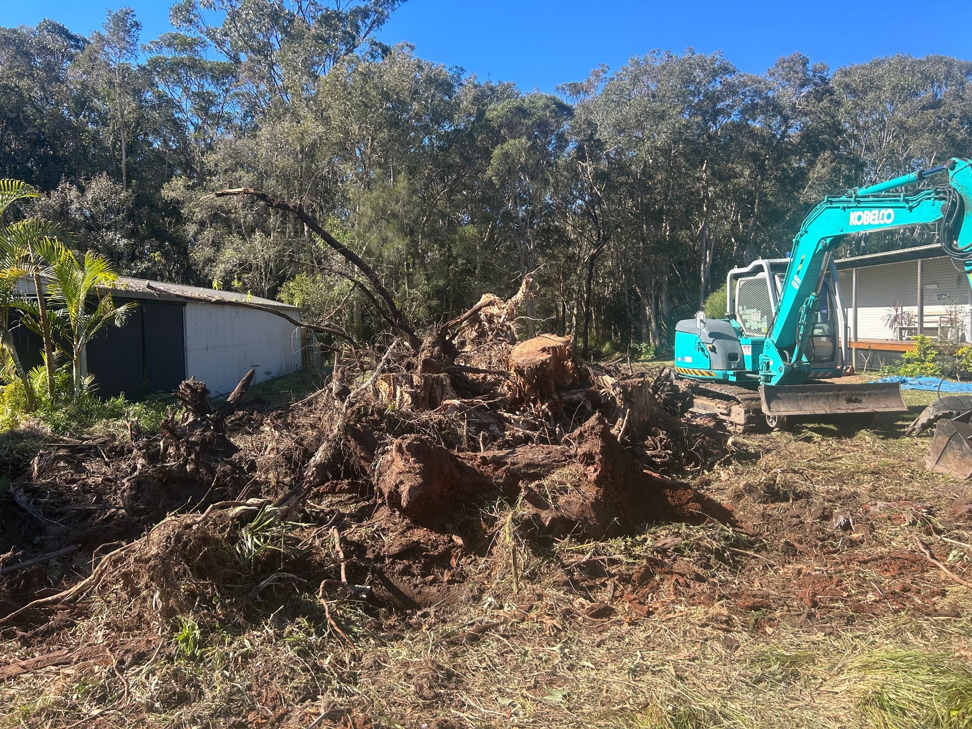 An excavator pulls at tree roots, clearing a yard near a shed and trees. — Auz Tree in Hallidays Point, NSW