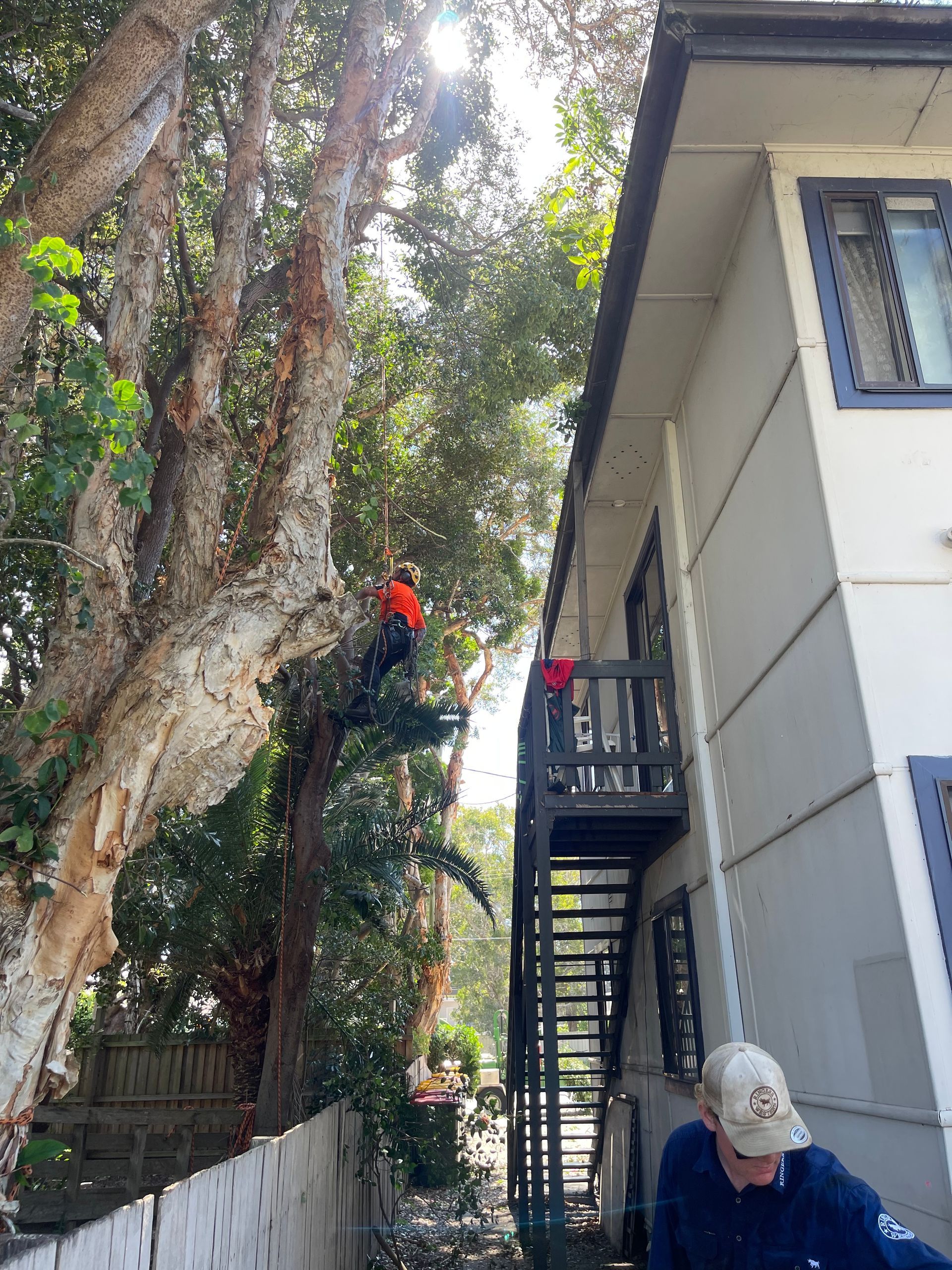 Tree trimmer in orange vest working on a tree next to a building with a black fire escape. — Auz Tree in Hallidays Point, NSW