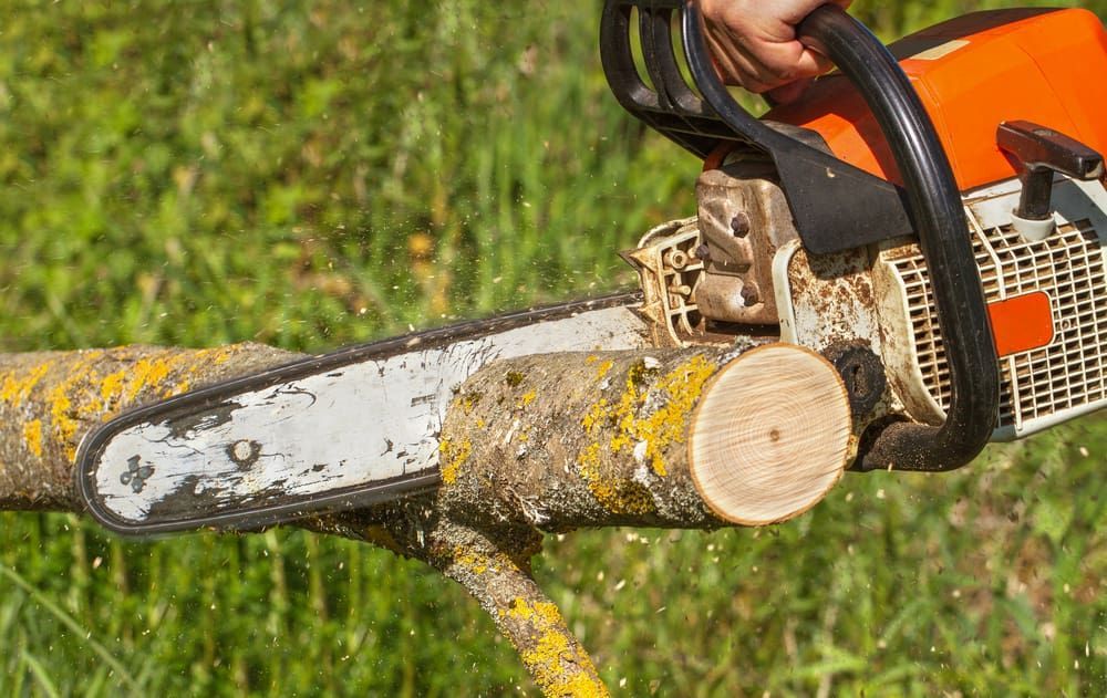 A Person is Cutting a Tree Branch With a Chainsaw — Auz Tree in Old Bar, NSW