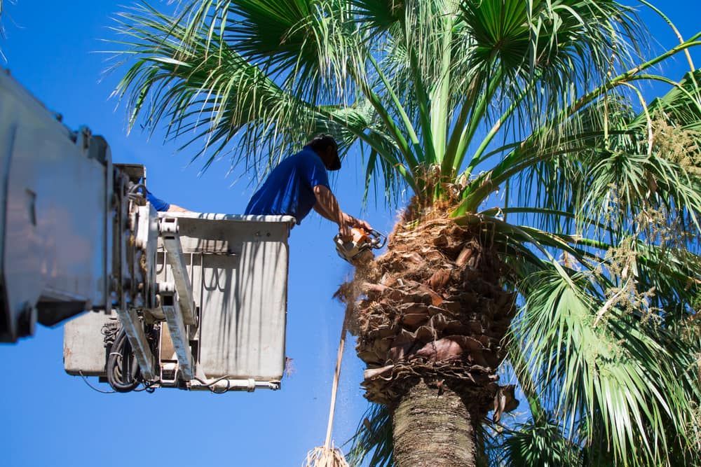 A Man is Cutting a Palm Tree From a Crane — Auz Tree in Old Bar, NSW