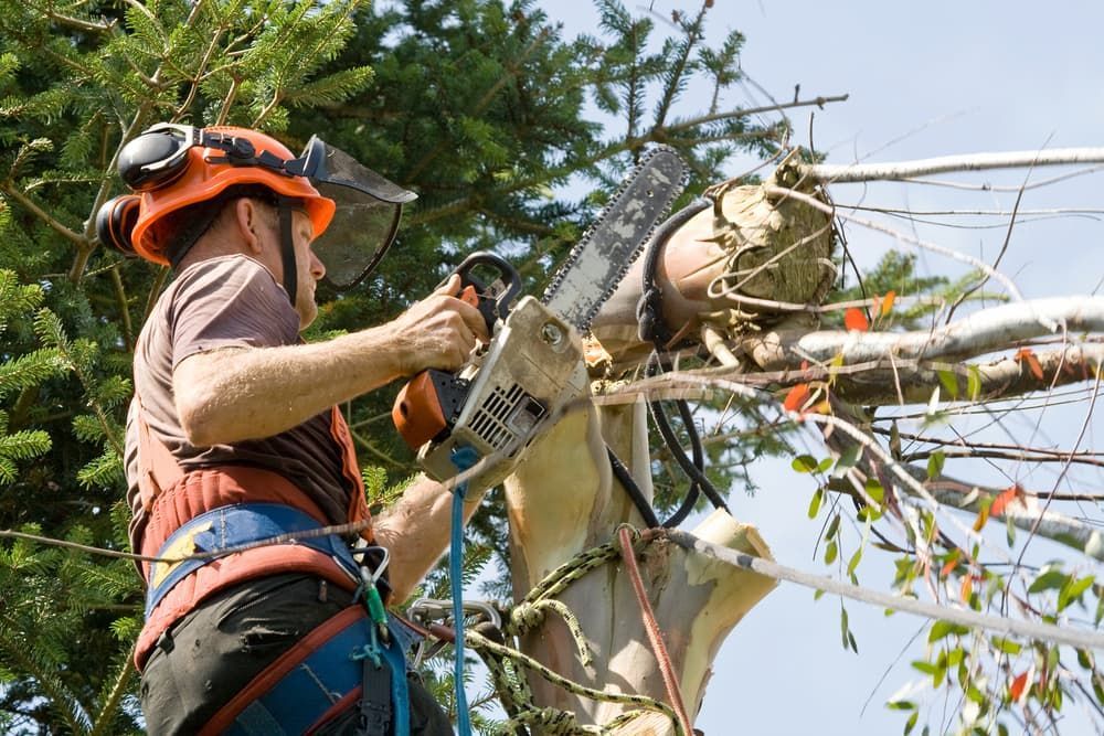 A Man is Cutting a Tree With a Chainsaw — Auz Tree in Hallidays Point, NSW