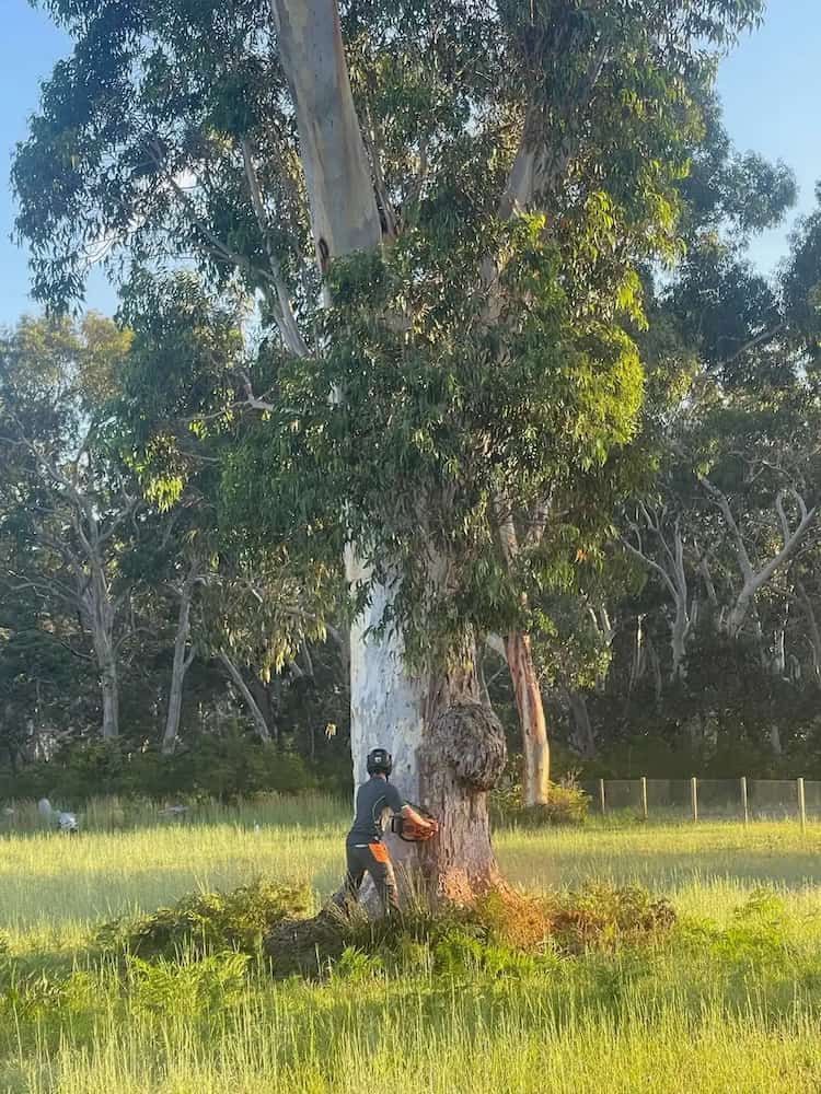 Person using chainsaw to cut down a tall tree in a grassy field. — Auz Tree in Hallidays Point, NSW