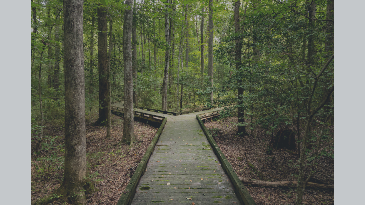 Path in the woods splits into two directions representing your pivot, your chance to change