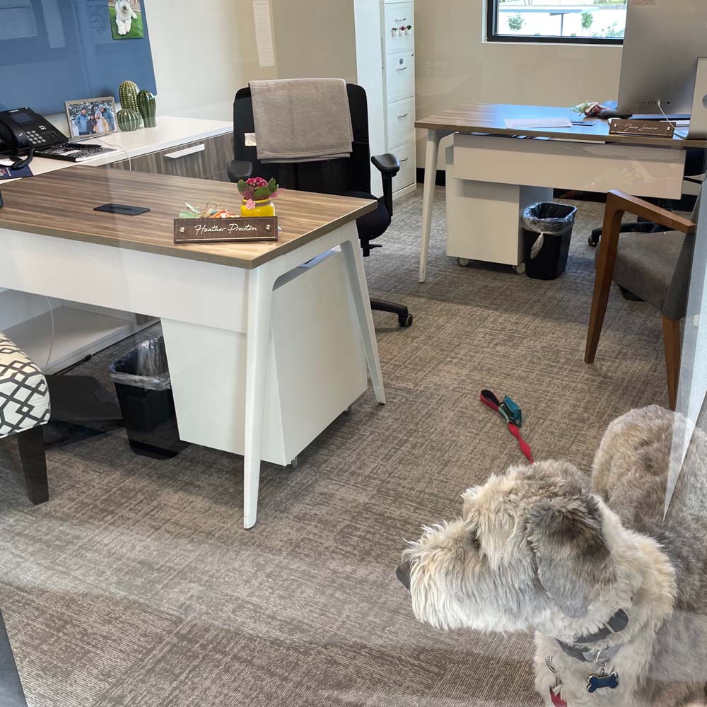 A dog at the glass door of a private office with two workspaces