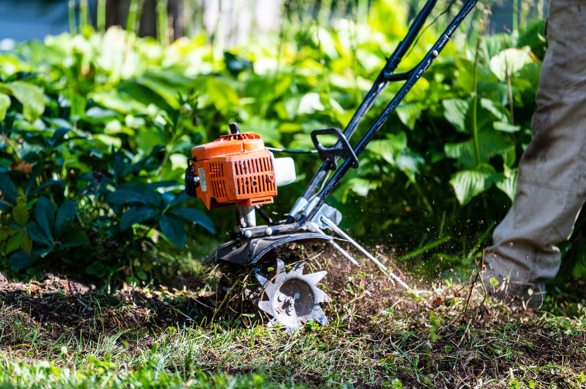 A person is using a small lawn mower in a garden.