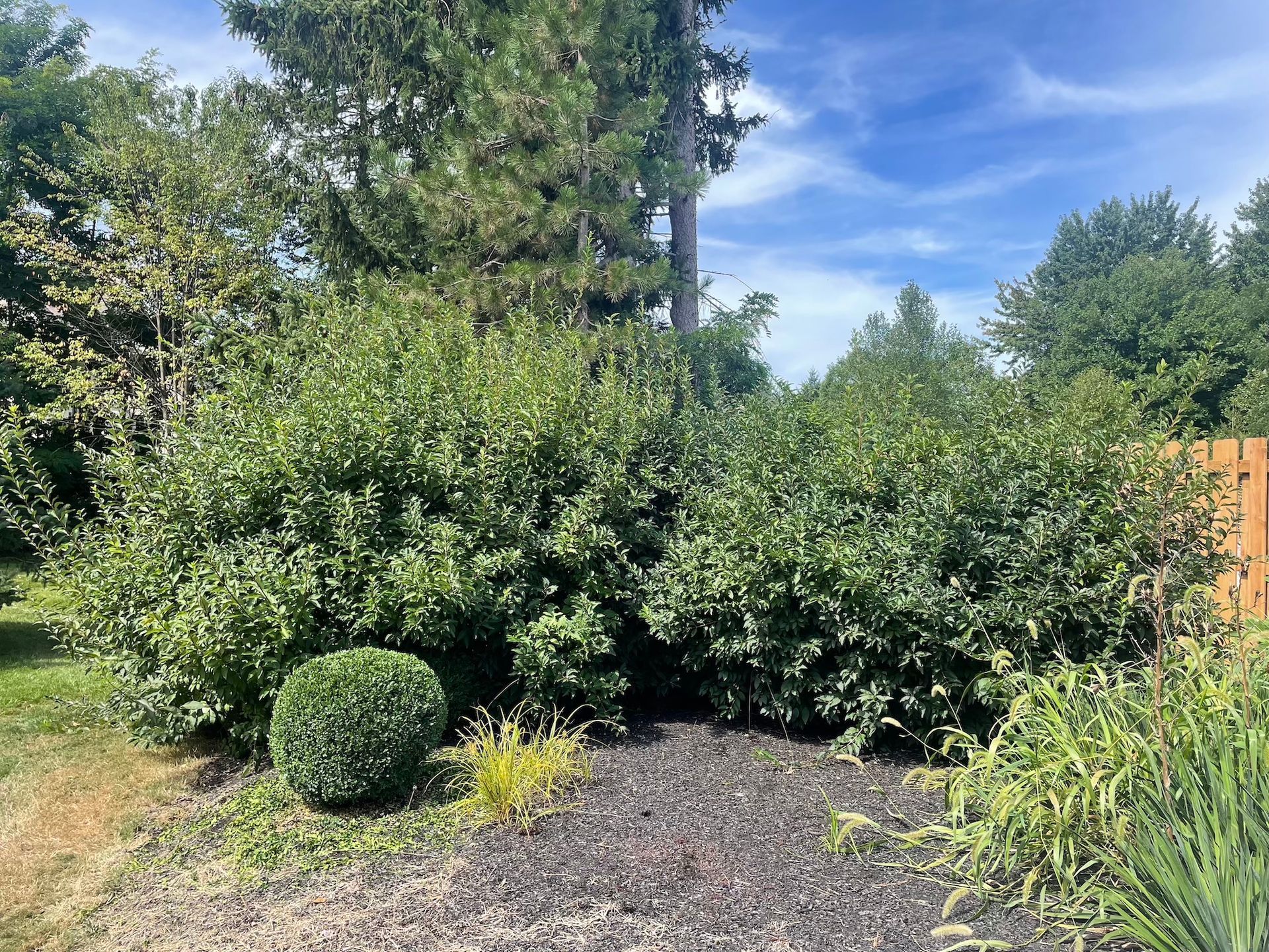 A lush green garden with trees and bushes and a wooden fence.