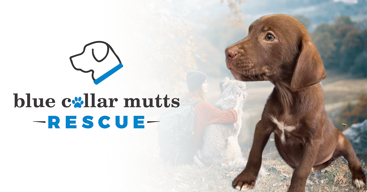 Blue Collar Mutts Rescue Logo with brown Puppy over white to image of person and dog outside in gradient