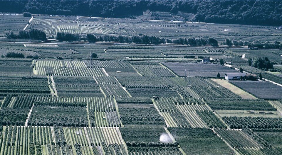 Apfelplantage in Südtirol
