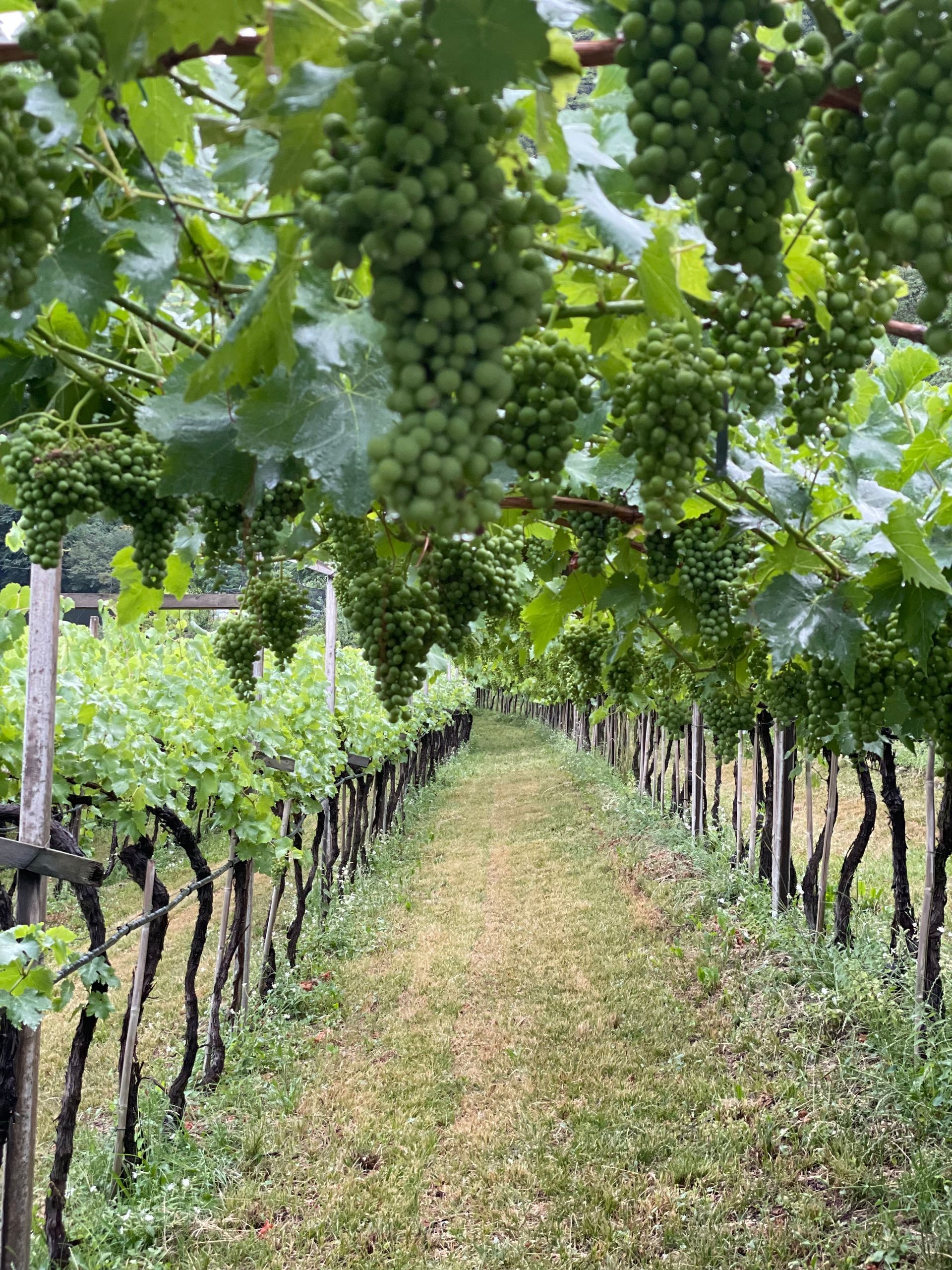Weintrauben aus Südtirol