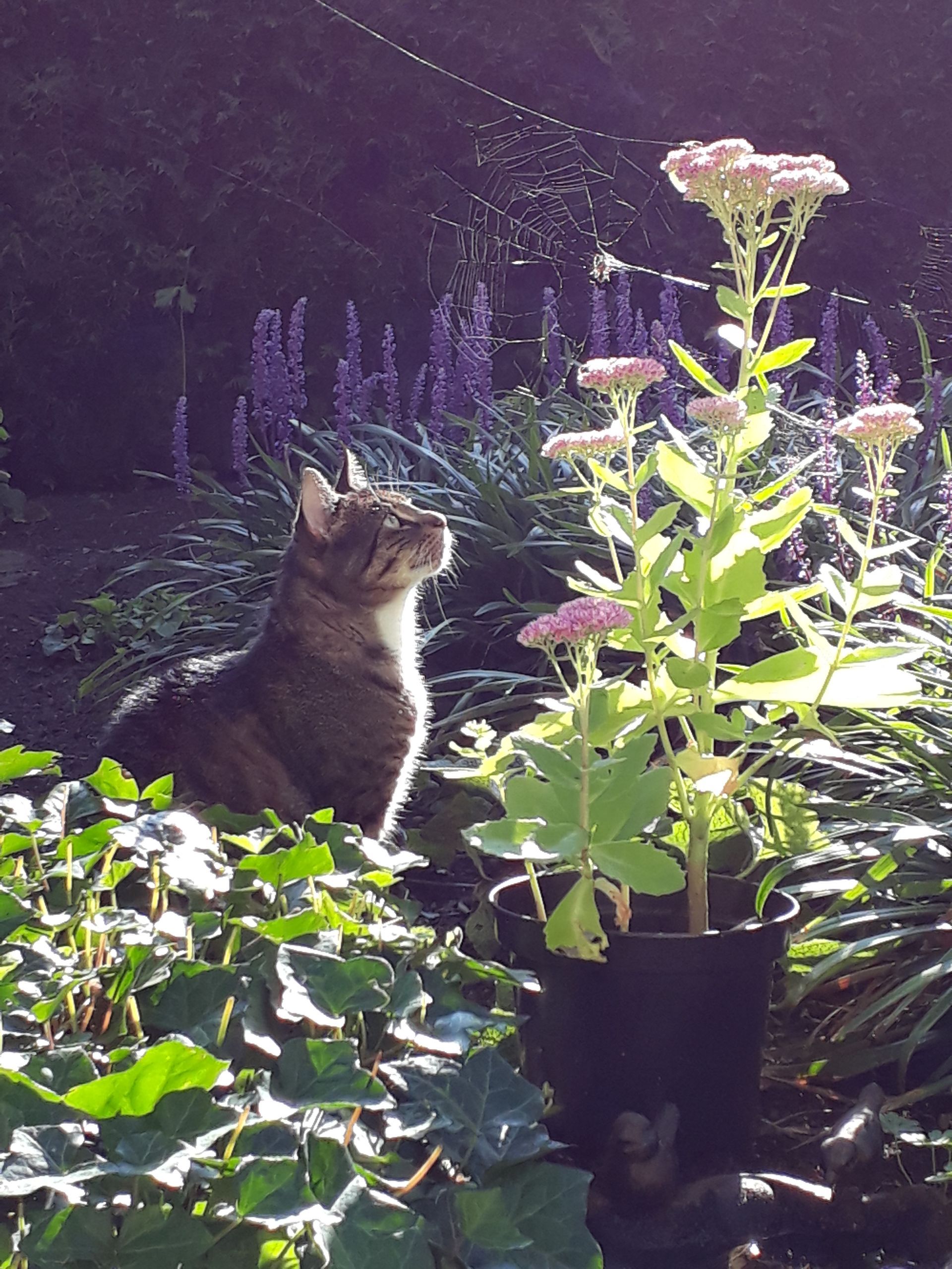 Een kat kijkt omhoog naar een spin in een zonnige tuin.