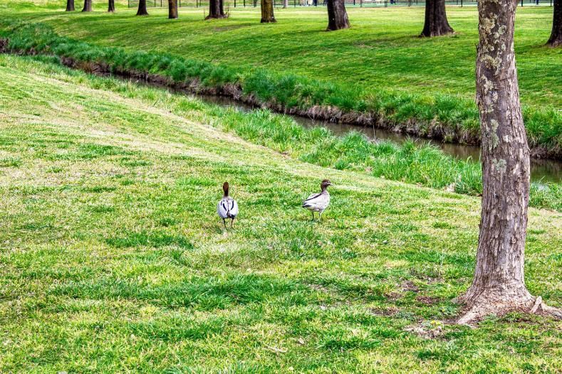 Two Ducks Walking on Green Grass — Crystal Clear In Glen Innes, NSW